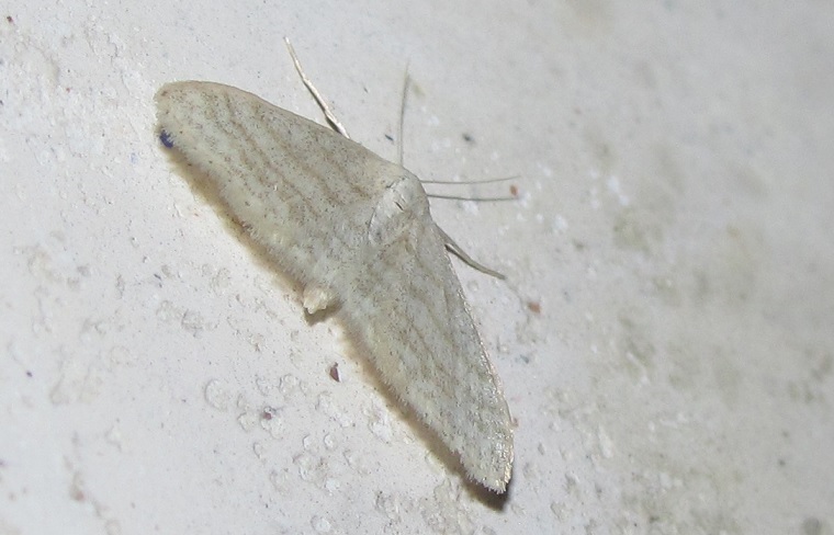 Geometridae da ID